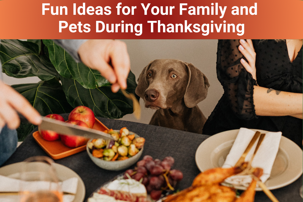 Fun Ideas for Your Family and Pets During Thanksgiving